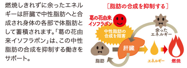 葛の花由来イソフラボンは脂肪合成の抑制を助ける