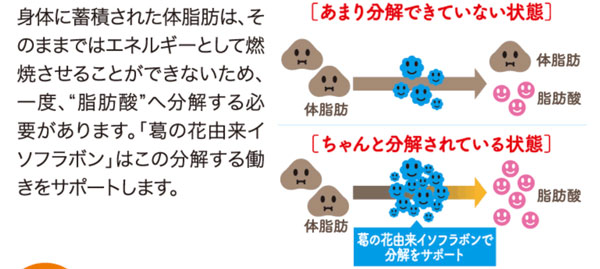 葛の花由来イソフラボンは脂肪分解を助ける