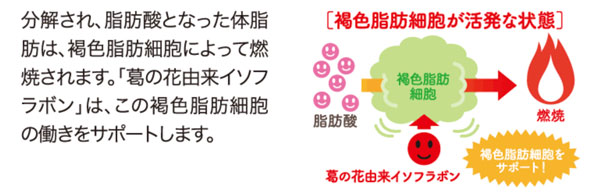 葛の花由来イソフラボンは脂肪燃焼を助ける